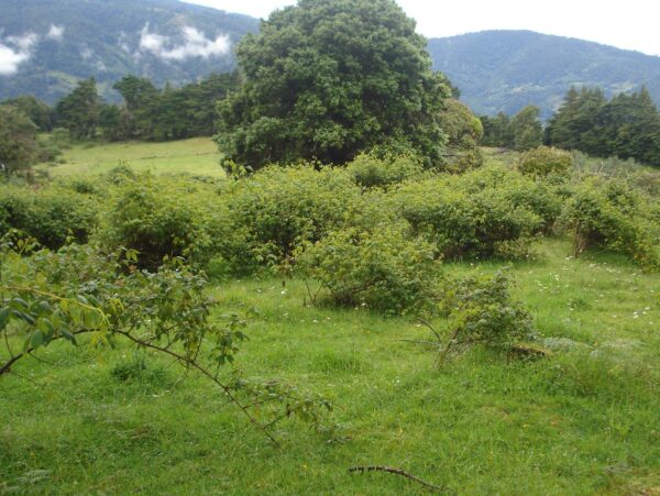 Terrenos en La Trinidad de Copey de Dota  sobre el kilómetro 62 de la Carretera Interamericana Sur - Image 4